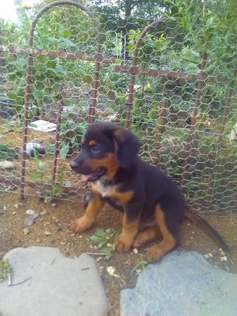 Re-Homing Heeler-Hound puppies. (Gap Mills)63667748570369123