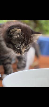 10 week old kittens ready for a new home63853558629377123