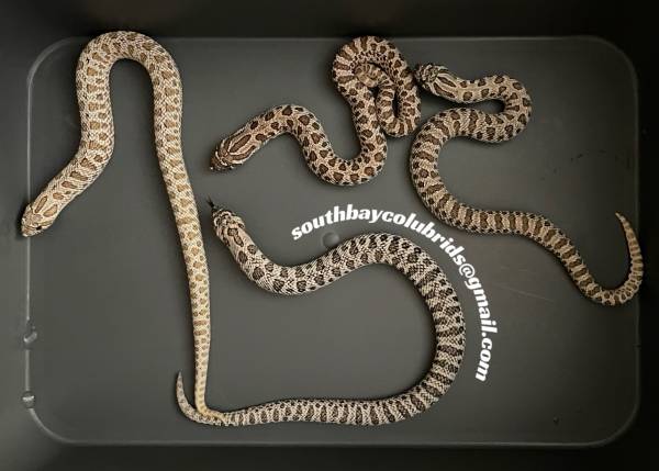 Western Hognoses - assorted Arctic/Super Arctic 1