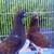 Pigeon 5 thumbnail