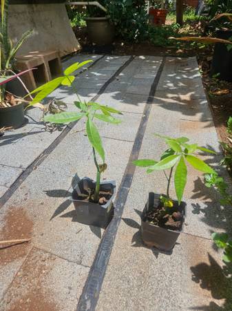 Malabar chestnut tree 1