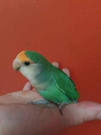 Lovebird cara de durazno (Portsmouth)