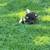 Muscovy ducks 1 thumbnail