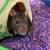 Rats in need of new home 1 thumbnail