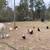 Variety of Chickens and one Rooster 4 thumbnail