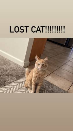 MISSING CAT (santa clara)64277579797123120