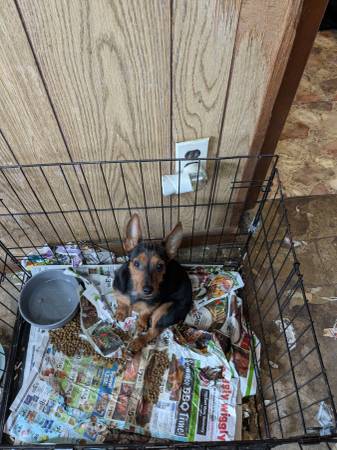 Male dorkies (Moselle)63611950503299121