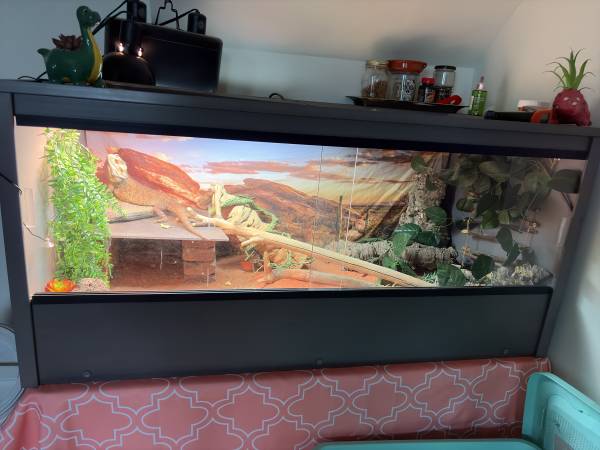 Bearded Dragon (Great Lakes)536438318889052162