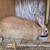 Meat Rabbits 2 thumbnail