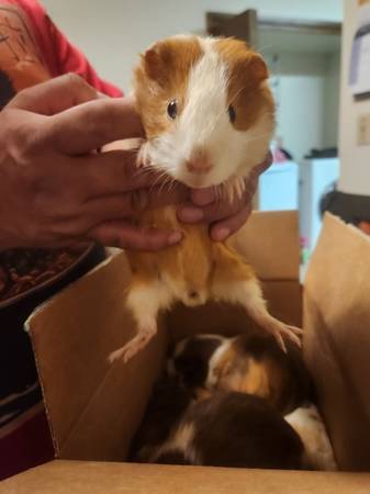 Guinea pigs need homes now! (Lacey)63858405194243121