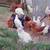 FARM FRESH EGGS 6 thumbnail