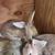 Flemish Giant Bunnies 2 thumbnail