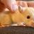Please save young rats Cardamom & Cinnamon! 4 thumbnail