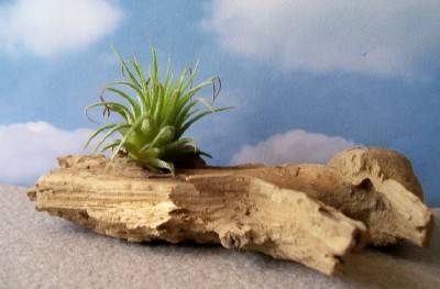 Live Air Plant Tillandia Mounted on Driftwood 1