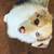 Corgi 9 thumbnail