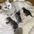 British Scottish  Fold  kittens 1 thumbnail