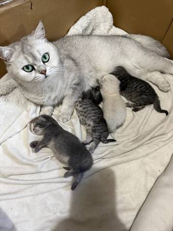 British Scottish  Fold  kittens 1