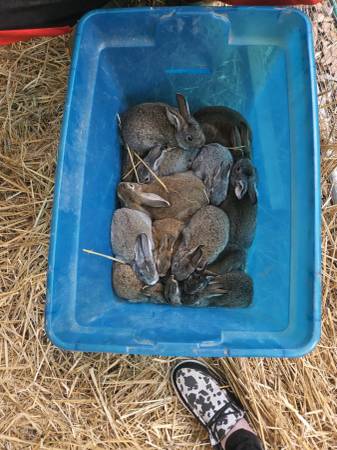 Rabbits64015834825986121