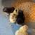 4 serama chicks 5 thumbnail