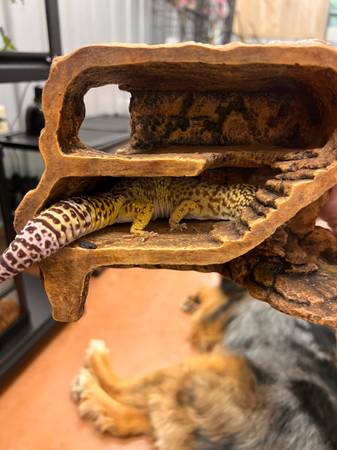 Leopard gecko (Orleans)63658636918785123
