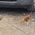 Chickens 1 thumbnail