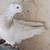Armenian tumblers extra male pigeons 2 thumbnail