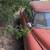 1951 Buick Styleline Deluxe 2 thumbnail