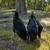 Young Black Australorp Roosters 7 thumbnail