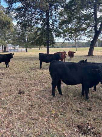 March & April calves 1