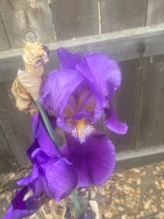 Purple iris bulbs 1