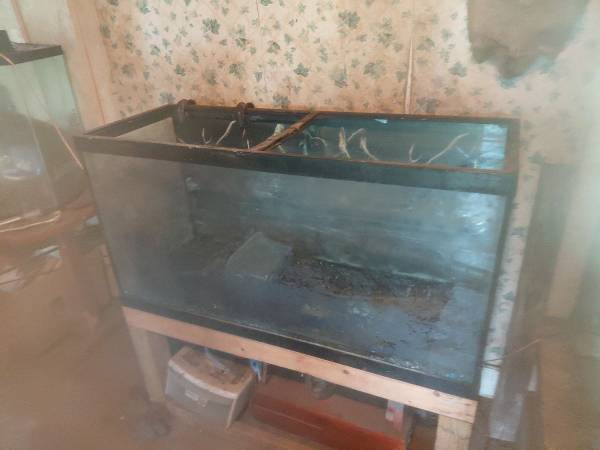 Fishtanks 1
