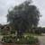 🫒 GIANT 150+ YEAR OLD SUPER GNARLY TRUNK OLIVE TREES GIANT SAVIINGS🫒 7 thumbnail