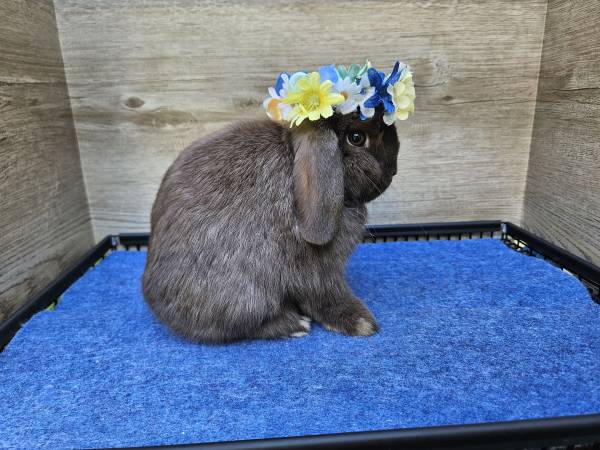 Chocolate Holland Lop (Conyers)63881505799939121