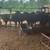Bred heifers 6 thumbnail