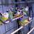 Gouldian finch male 3 thumbnail