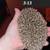 Hedgehogs 7 thumbnail
