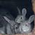 Giant Chinchilla Bunny Rabbits 1 thumbnail