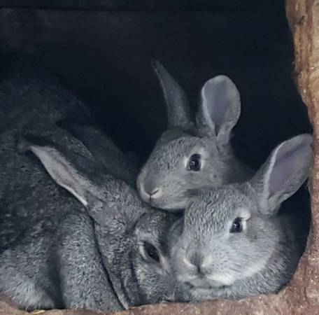 Giant Chinchilla Bunny Rabbits 1