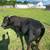Dexter Bull 3 year old - Non-registered, non-tested, 4 thumbnail