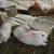 Bunnies 1 thumbnail