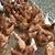 For Sale ISA Brown Pullets 1 thumbnail