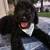 Labradoodles 5 thumbnail