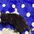 Himalayan kittens 6 thumbnail