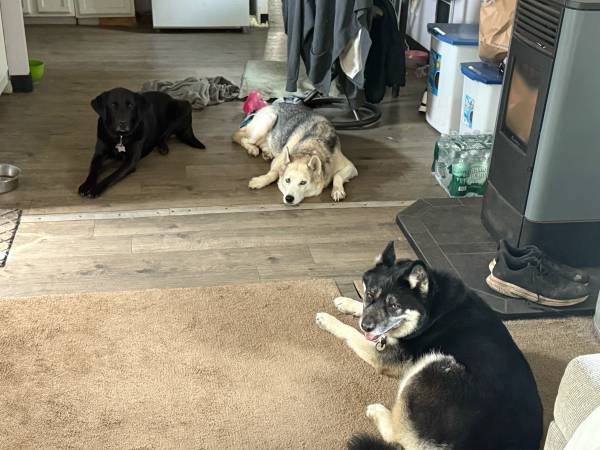 Female shapard husky (Felts Mills)63834020662913121