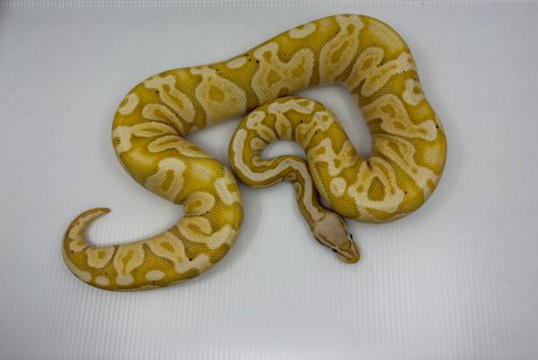 Gorgeous ball pythons! 1