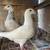 pigeons 7 thumbnail