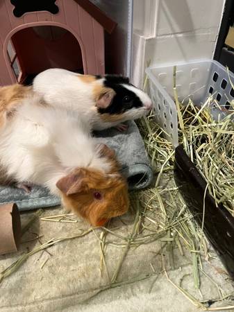 2 Female juvenile guinea pigs POTTY TRAINED 1