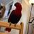 Female eclectus 6 thumbnail