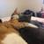 Bonded cats pair 6 thumbnail