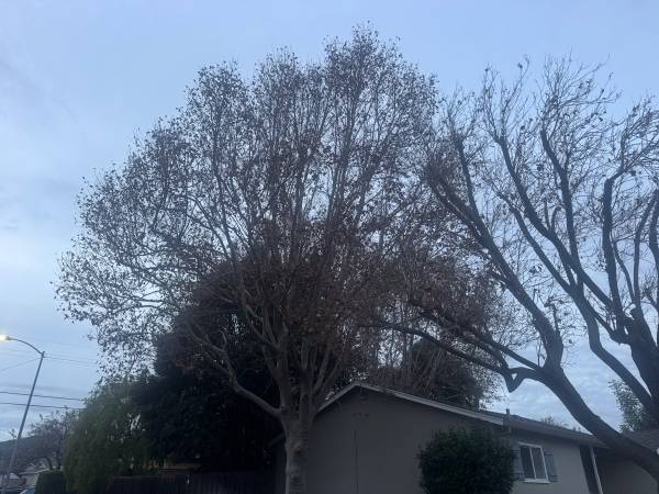 Tree Crew Needed – Topping & Brush Removal ($1,500 Cash) 1